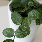 leafjoy® potted snake plant with vibrant green leaves on a wooden table