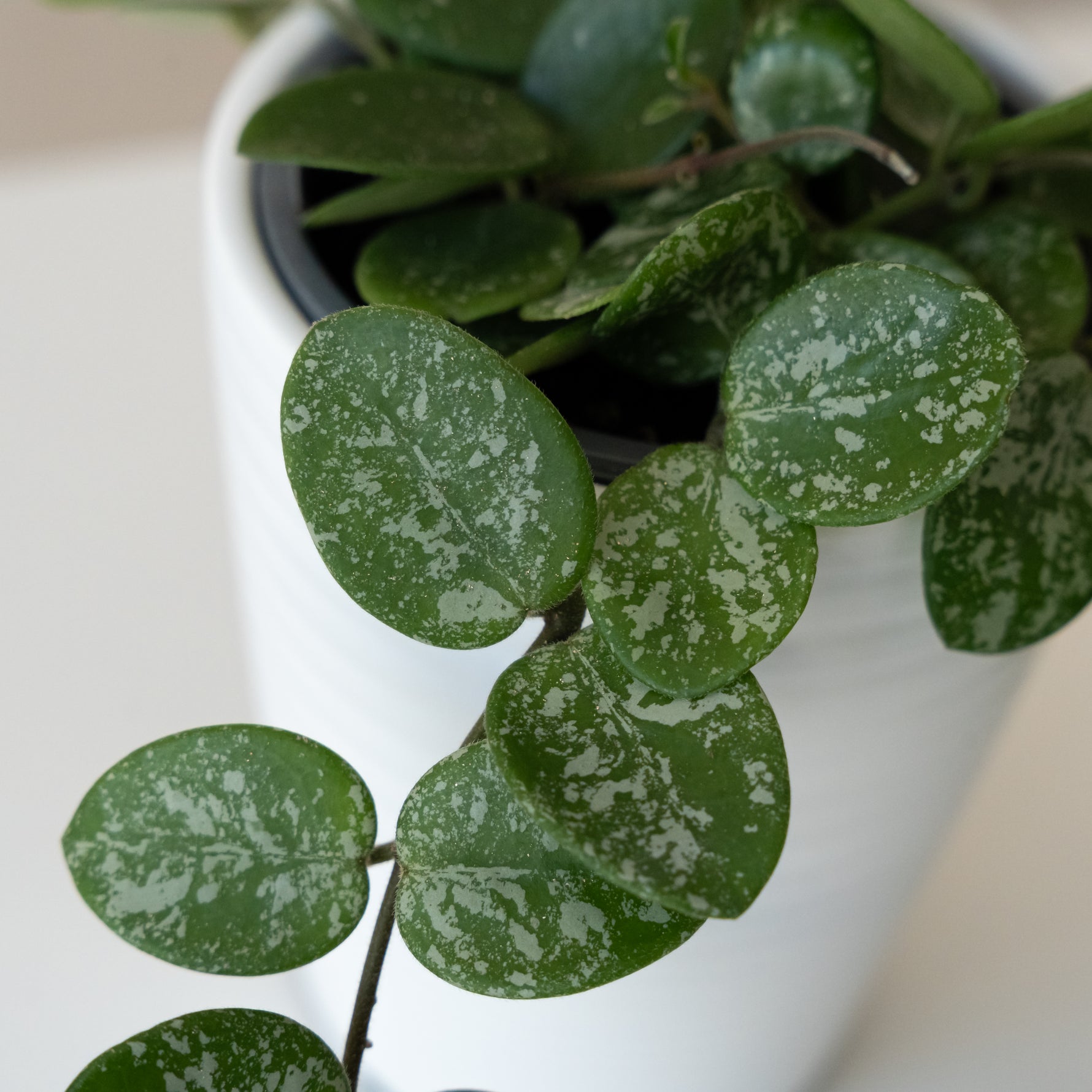 leafjoy® potted snake plant with vibrant green leaves on a wooden table