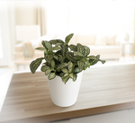 Network News(TM) All The Time(TM) Fittonia albivenis in a white ceramic pot