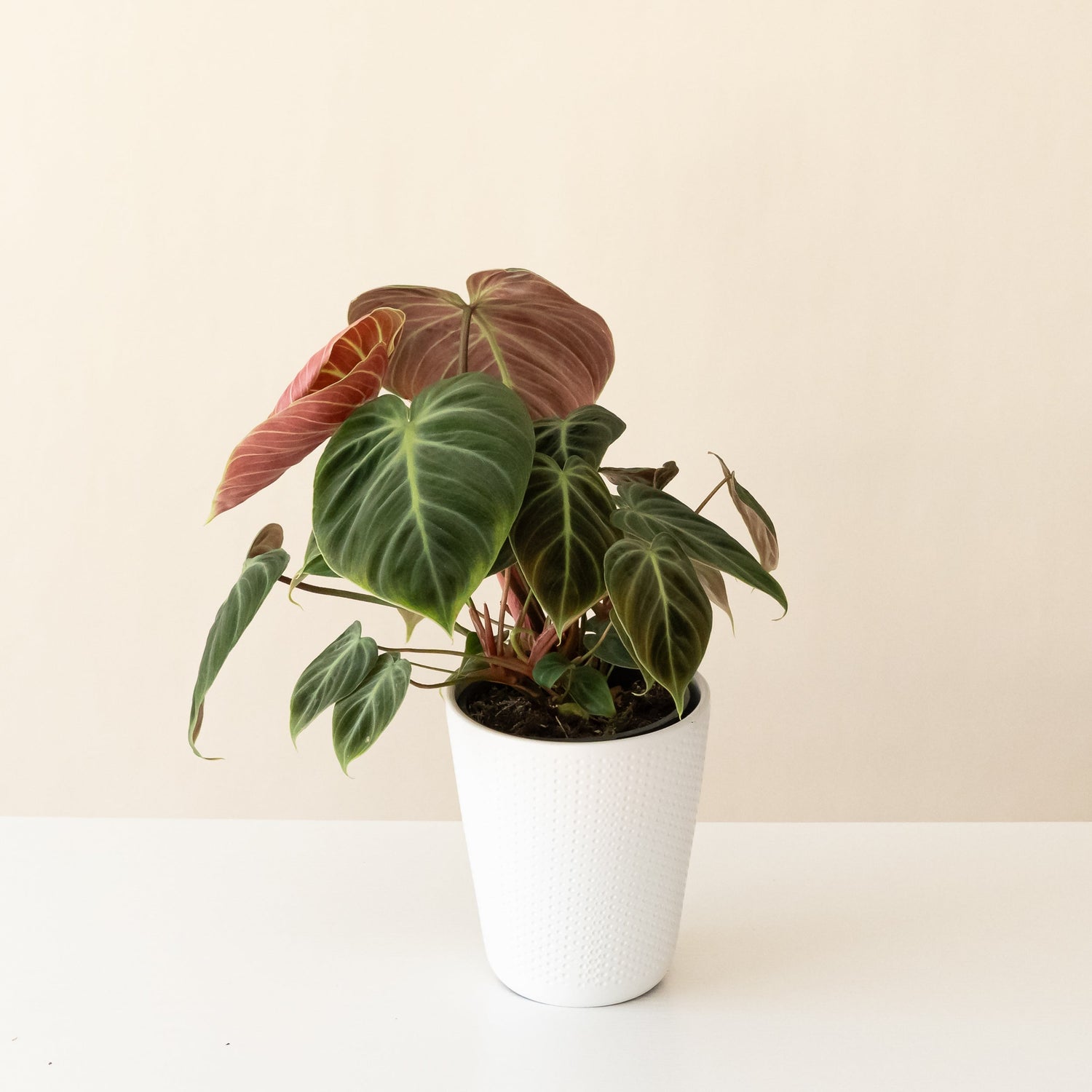 Prismacolor™ Toasted Toffee™