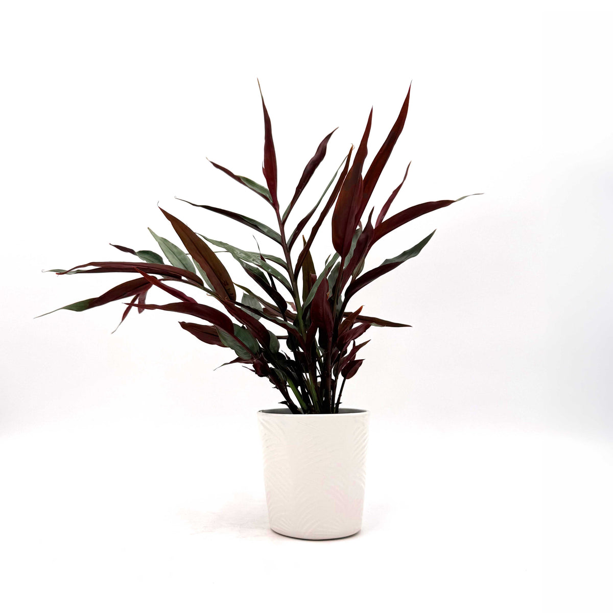 Scented Roots™ Red Rubin