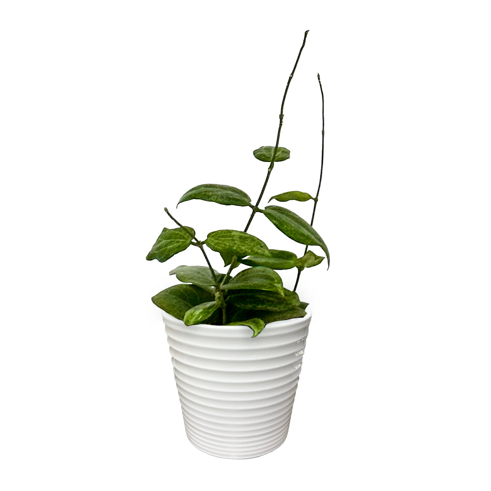 Endless Cascades® Teacup Anemone™, 9cm