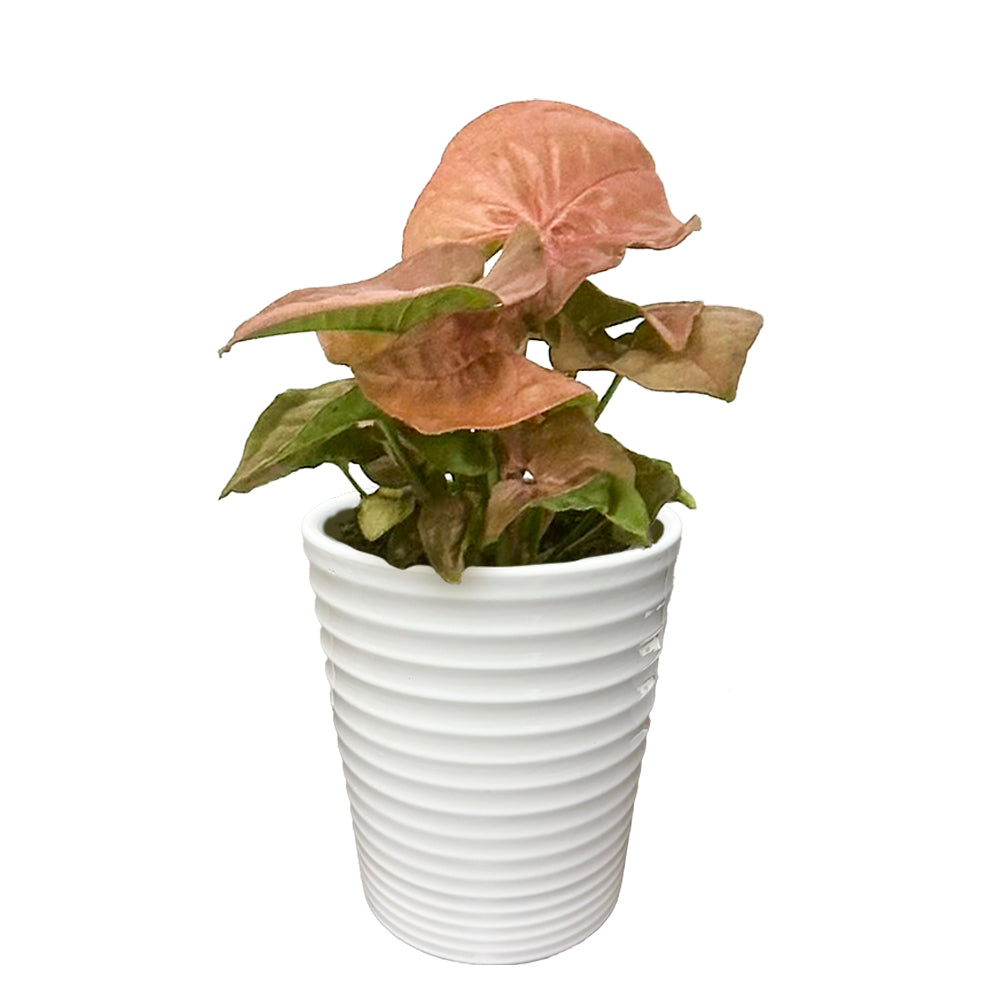 Falling Arrows Cupid's Quiver Syngonium with pink arrowhead leaves in a ribbed white ceramic pot