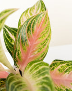 Close-up of Aglaonema Alpine Spires 'Siam Pink' pink and green variegated foliage
