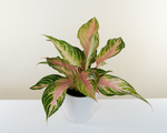 leafjoy Igneous Alpine Spires Aglaonema (Siam Pink) 12cm houseplant on a warm tan and cream backdrop
