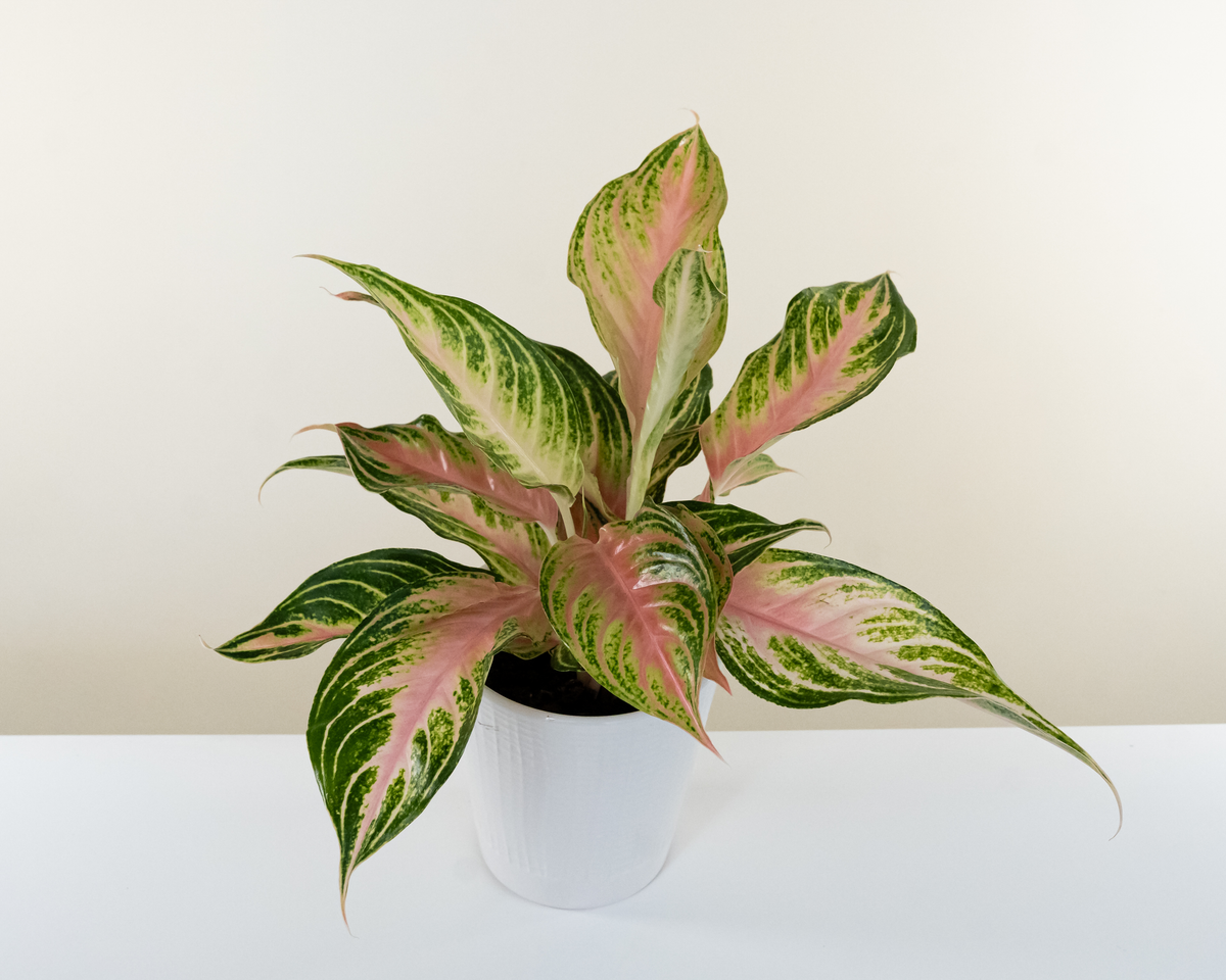 leafjoy Igneous Alpine Spires Aglaonema (Siam Pink) 12cm houseplant on a warm tan and cream backdrop