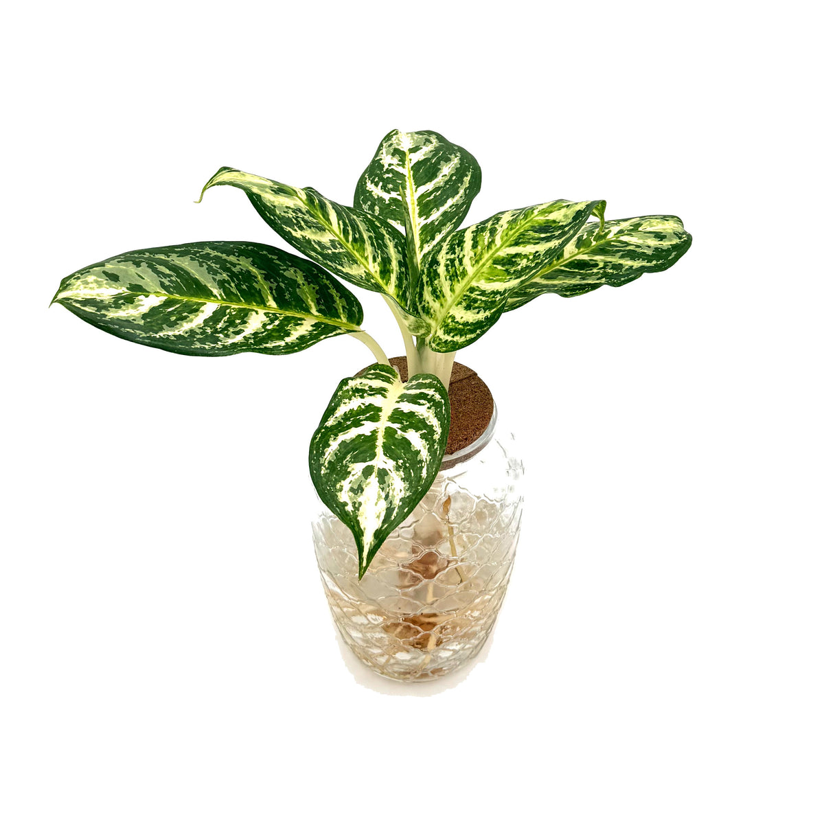 leafjoy Aglaonema Igneous Bold Forest in an H2O Venti glass vessel, angled view