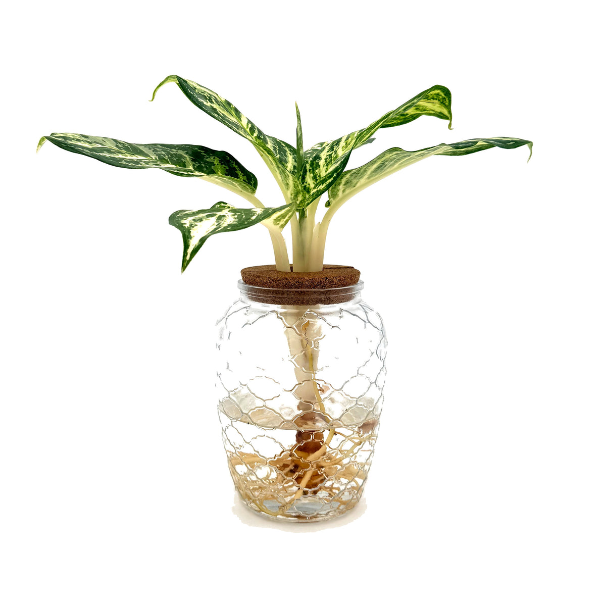 leafjoy Aglaonema Igneous Bold Forest in an H2O Venti glass vessel, side view
