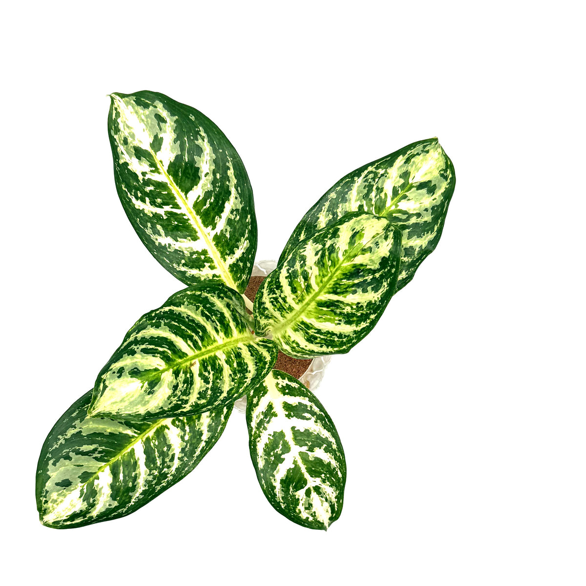 leafjoy Aglaonema Igneous Bold Forest in an H2O Venti glass vessel, top view