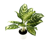 leafjoy Aglaonema Igneous Bold Forest 12cm in a white ceramic, angled view
