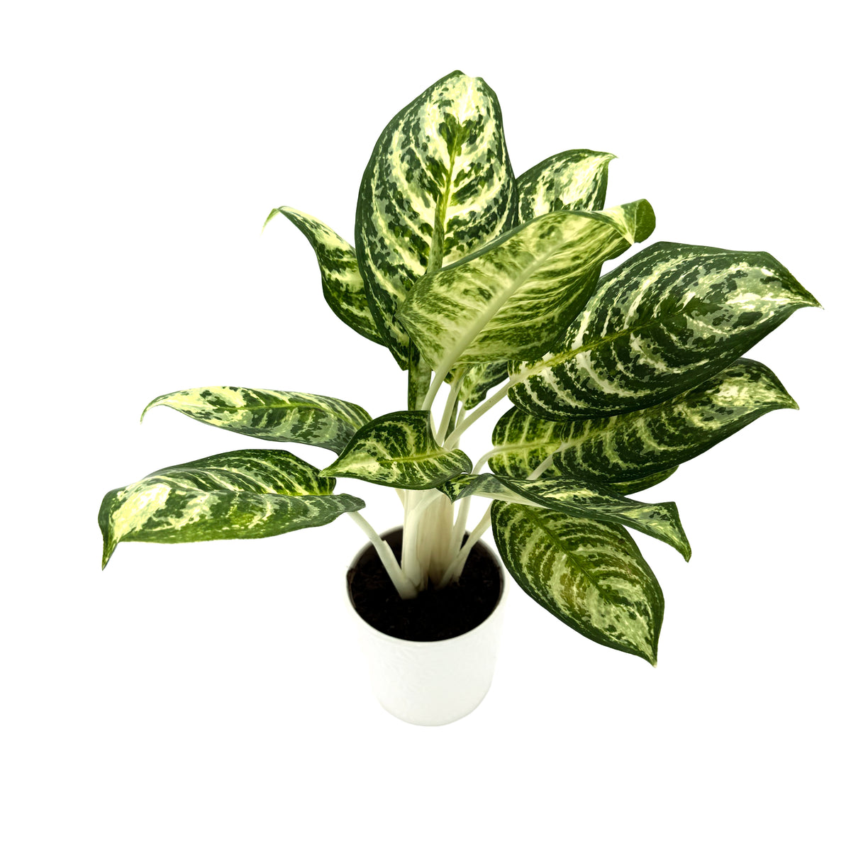 leafjoy Aglaonema Igneous Bold Forest 12cm in a white ceramic, angled view