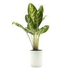 leafjoy Aglaonema Igneous Bold Forest 12cm in a white ceramic, side view