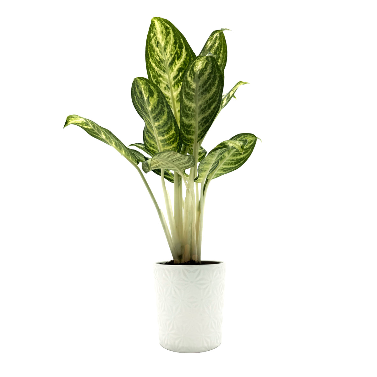 leafjoy Aglaonema Igneous Bold Forest 12cm in a white ceramic, side view