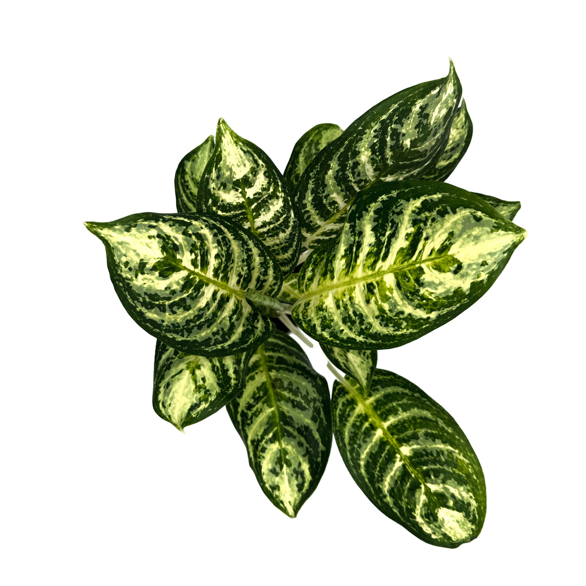 leafjoy Aglaonema Igneous Bold Forest 12cm in a white ceramic, top view