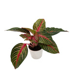 leafjoy Aglaonema Igneous Garnet Stream 12cm in a white ceramic, angled view