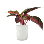 leafjoy Aglaonema Igneous Garnet Stream 12cm in a white ceramic, side view