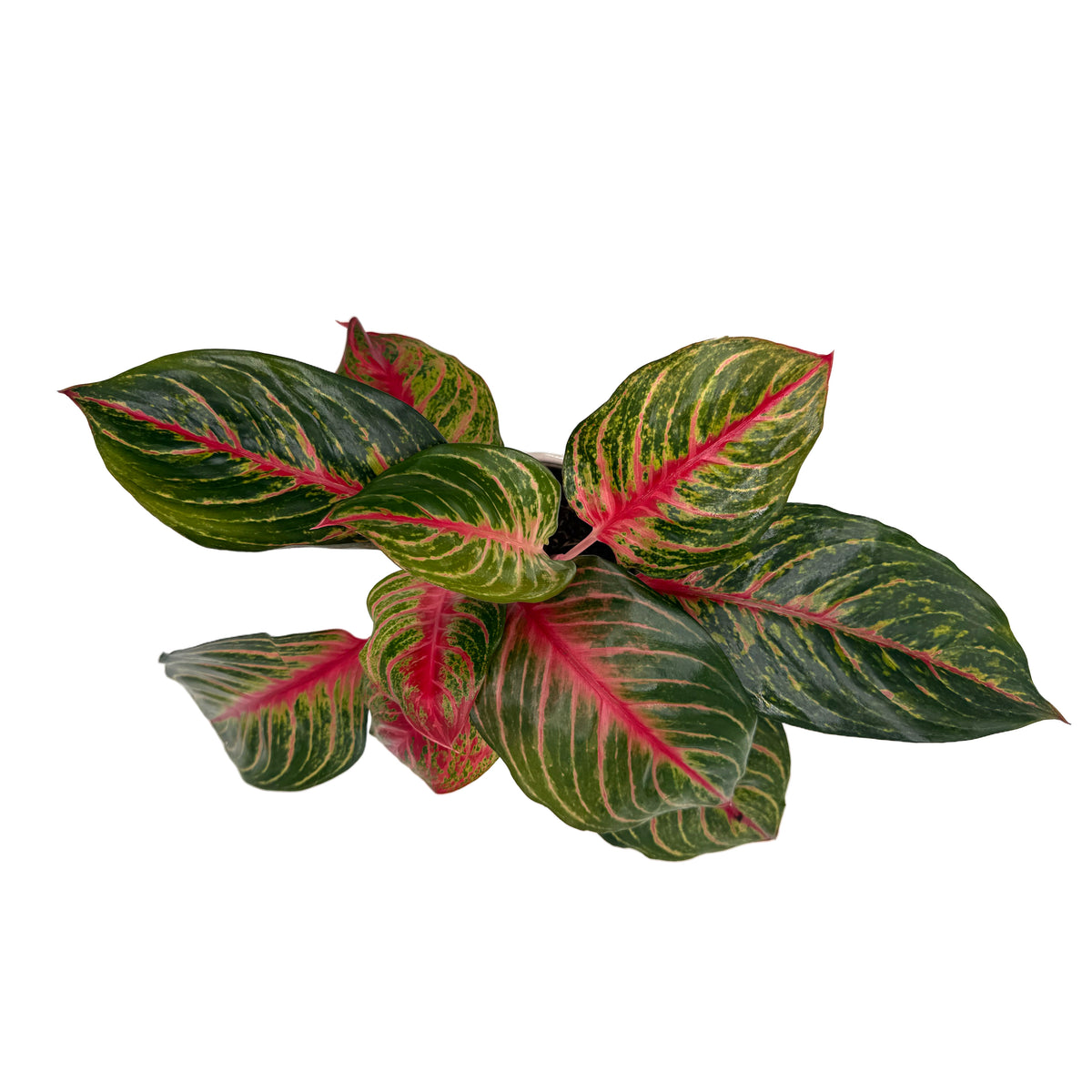 leafjoy Aglaonema Igneous Garnet Stream 12cm in a white ceramic, top view
