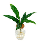 leafjoy Aglaonema Igneous Green Lady in an H2O Venti glass vessel, angled view