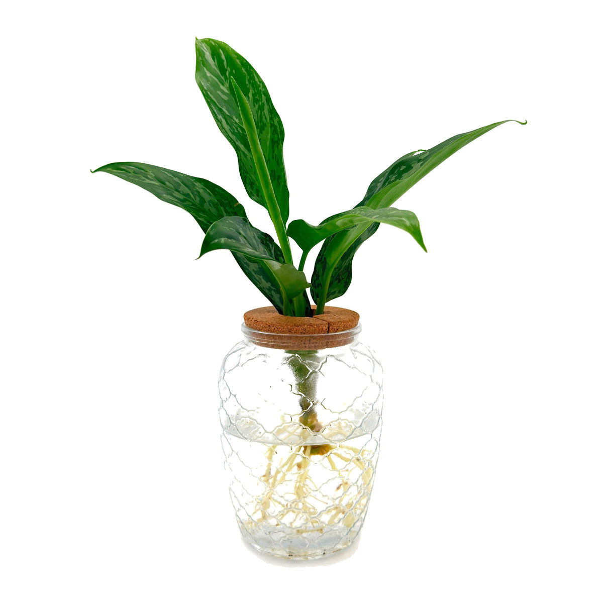 leafjoy Aglaonema Igneous Green Lady in an H2O Venti glass vessel, side view