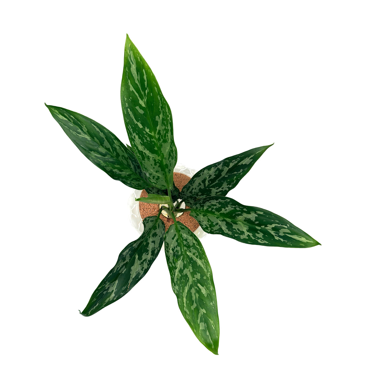leafjoy Aglaonema Igneous Green Lady in an H2O Venti glass vessel, top view