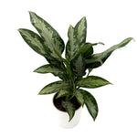 leafjoy Aglaonema Igneous Green Lady 12cm in a white ceramic, angled view