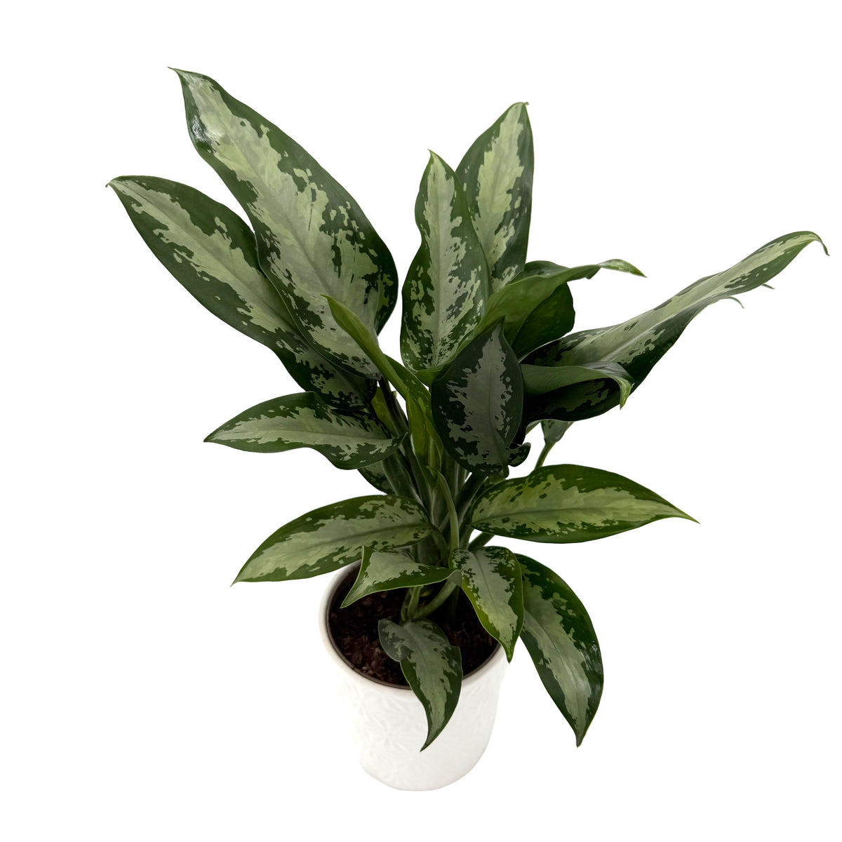 leafjoy Aglaonema Igneous Green Lady 12cm in a white ceramic, angled view