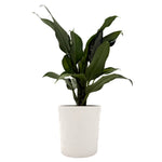 leafjoy Aglaonema Igneous Green Lady 12cm in a white ceramic, side view