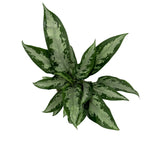 leafjoy Aglaonema Igneous Green Lady 12cm in a white ceramic, top view