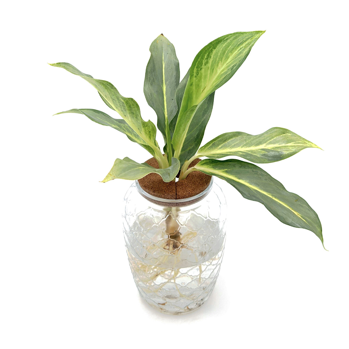leafjoy Aglaonema Igneous Grey Ghost in an H2O Venti glass vessel, angled view