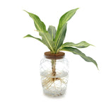 leafjoy Aglaonema Igneous Grey Ghost in an H2O Venti glass vessel, side view