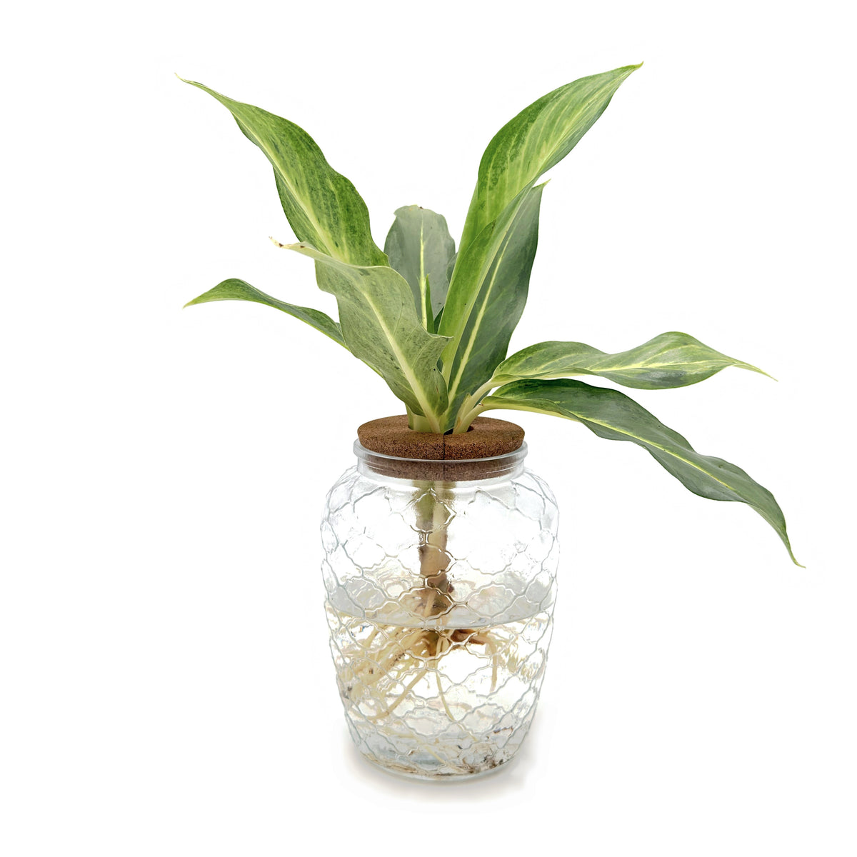 leafjoy Aglaonema Igneous Grey Ghost in an H2O Venti glass vessel, side view