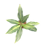 leafjoy Aglaonema Igneous Grey Ghost in an H2O Venti glass vessel, top view