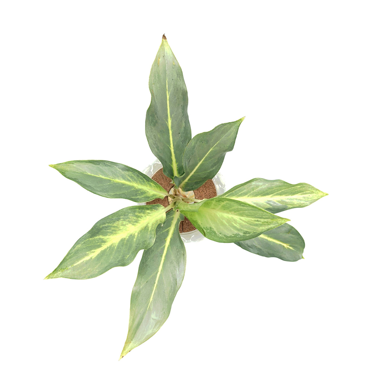 leafjoy Aglaonema Igneous Grey Ghost in an H2O Venti glass vessel, top view