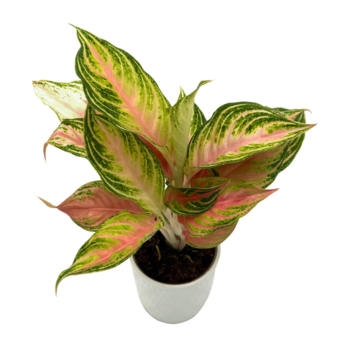 leafjoy Aglaonema Igneous Lipstick Pink 12cm in a white ceramic, angled view