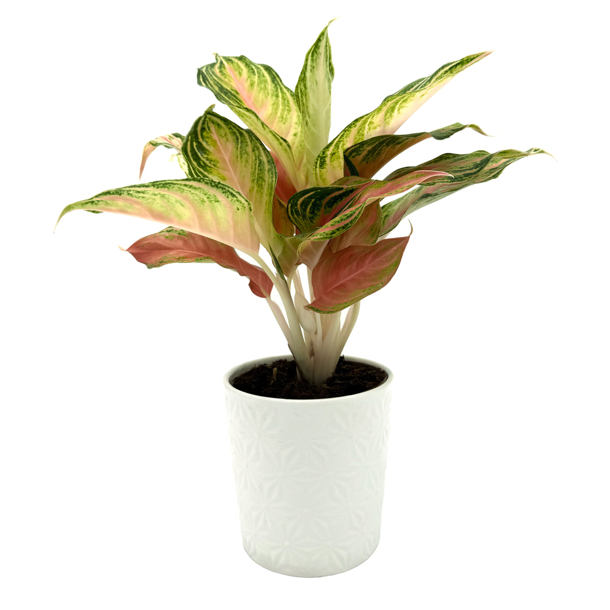 leafjoy Aglaonema Igneous Lipstick Pink 12cm in a white ceramic, side view