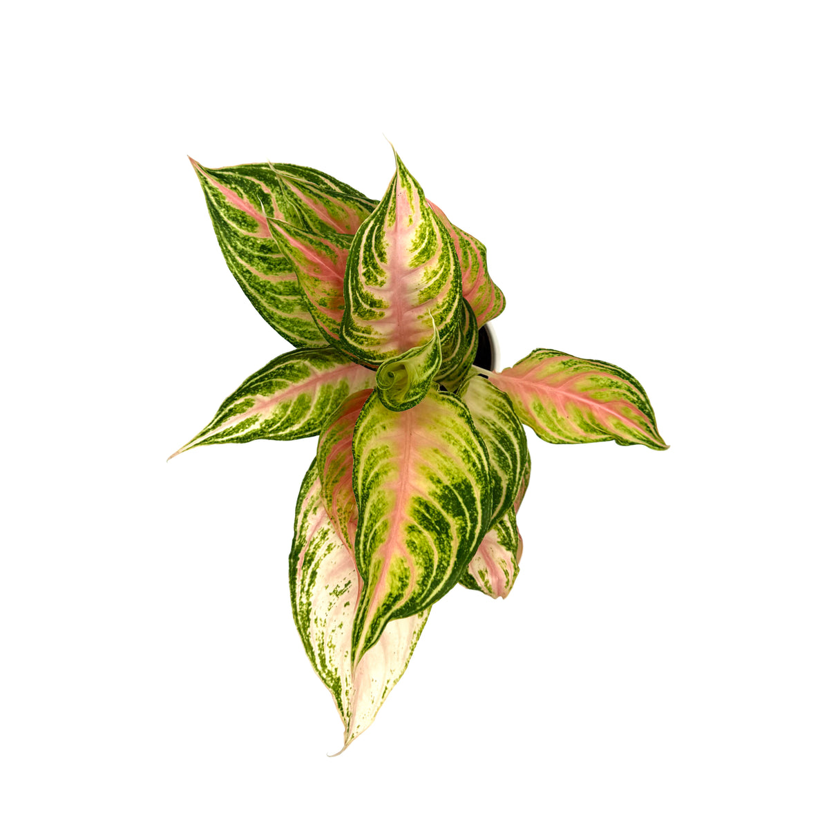 leafjoy Aglaonema Igneous Lipstick Pink 12cm in a white ceramic, top view