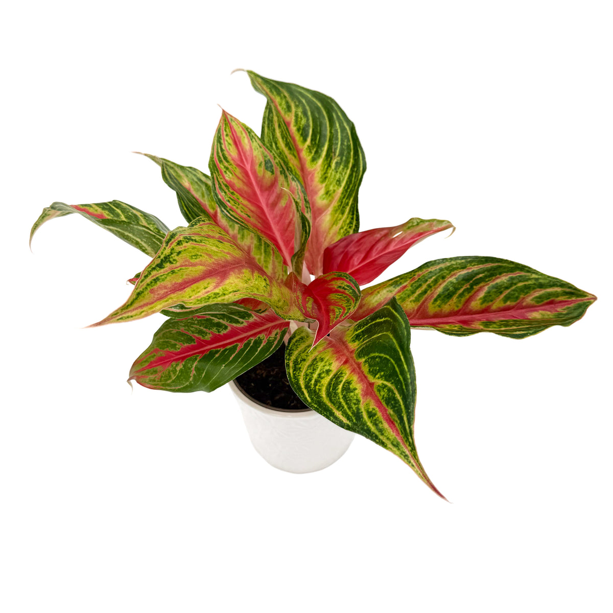 leafjoy Aglaonema Igneous Ruby Rock 12cm in a white ceramic, angled view