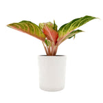 leafjoy Aglaonema Igneous Ruby Rock 12cm in a white ceramic, side view