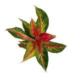 leafjoy Aglaonema Igneous Ruby Rock 12cm in a white ceramic, top view