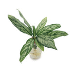 leafjoy Aglaonema Igneous Timeless Tides in an H2O Venti glass vessel, angled view