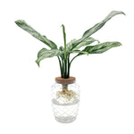leafjoy Aglaonema Igneous Timeless Tides in an H2O Venti glass vessel, side view