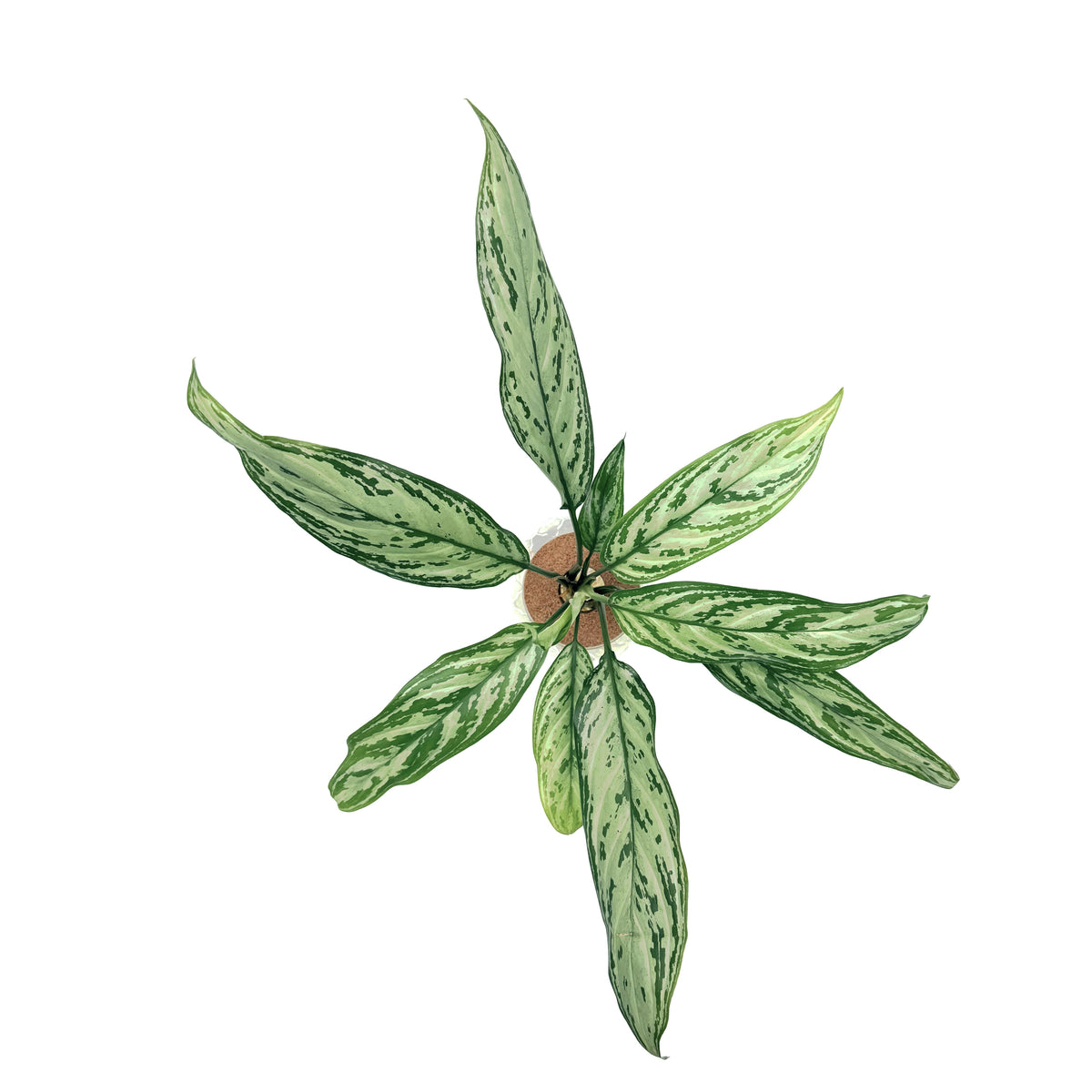 leafjoy Aglaonema Igneous Timeless Tides in an H2O Venti glass vessel, top view