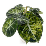 leafjoy Alocasia Ninja Mint 12cm in a white ceramic, angled view