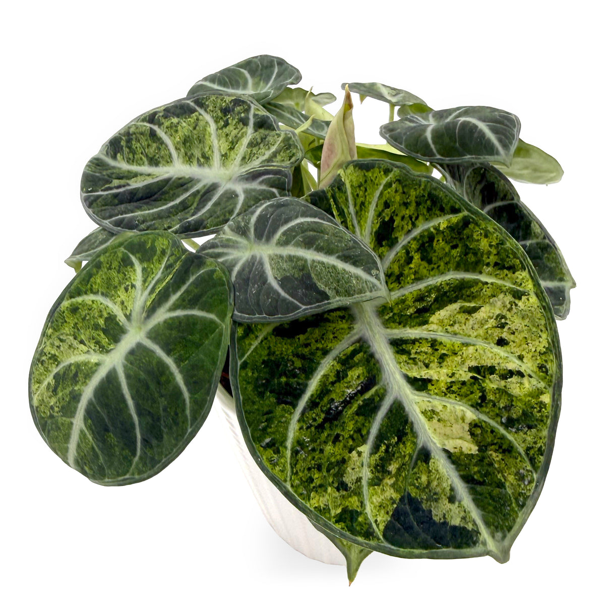 leafjoy Alocasia Ninja Mint 12cm in a white ceramic, angled view