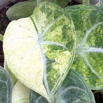 leafjoy Alocasia Ninja Mint 12cm in a white ceramic, close-up of the foliage
