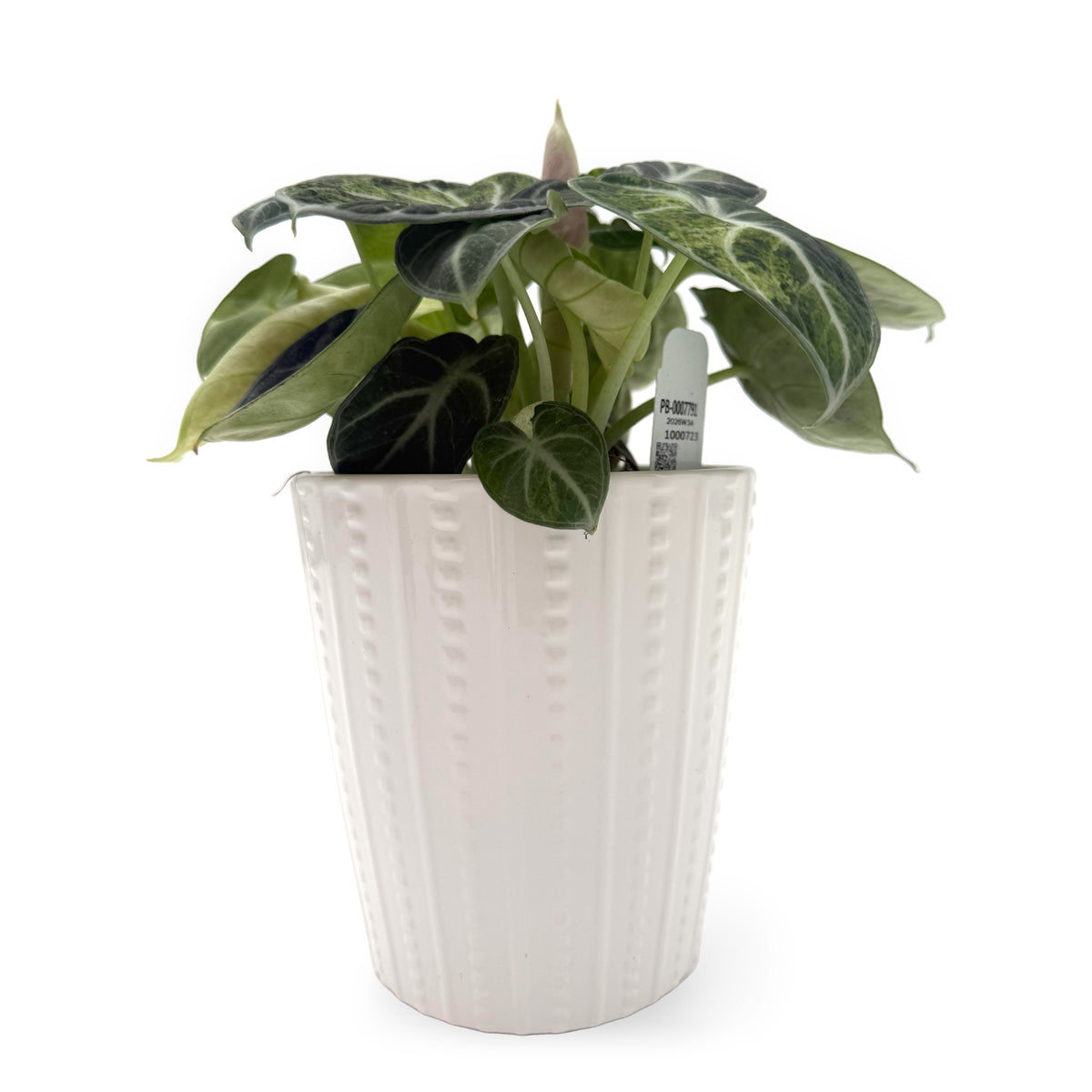leafjoy Alocasia Ninja Mint 12cm in a white ceramic, side view