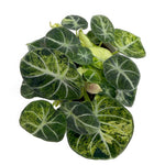 leafjoy Alocasia Ninja Mint 12cm in a white ceramic, top view
