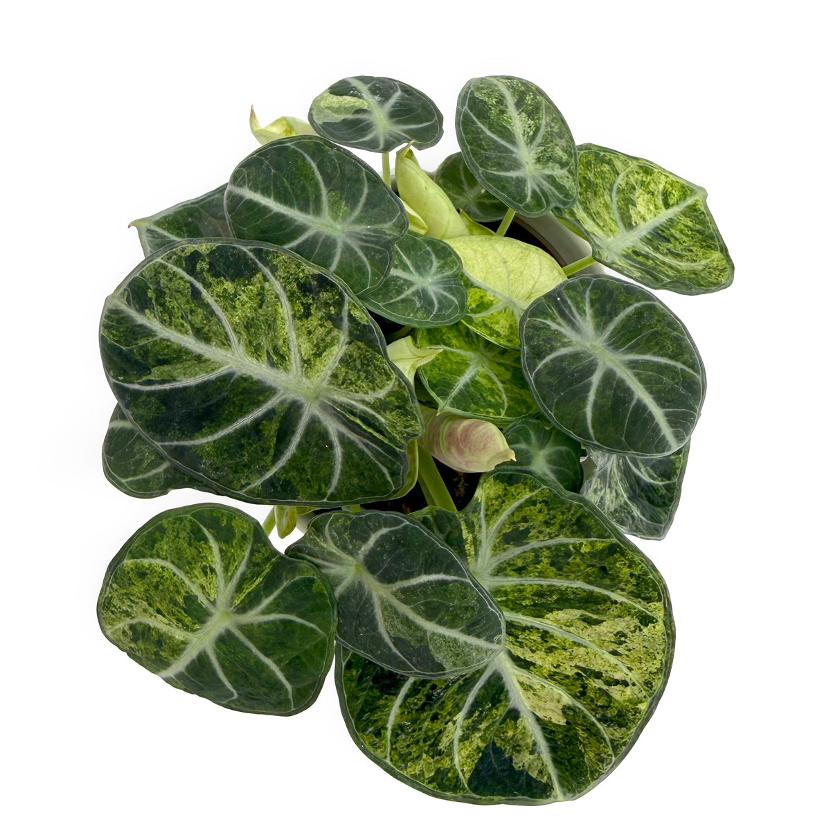leafjoy Alocasia Ninja Mint 12cm in a white ceramic, top view