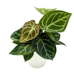 leafjoy Anthurium Arching Amour Hearts Desire 12cm in a white ceramic, angled view