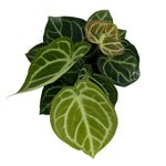 leafjoy Anthurium Arching Amour Hearts Desire 12cm in a white ceramic, top view